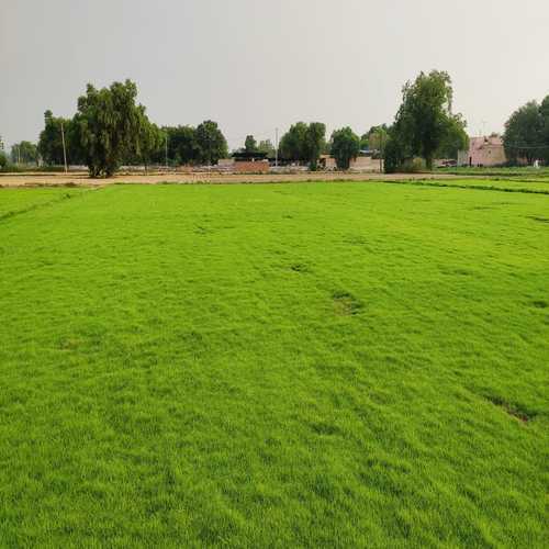 Natural Nilgiri Lawn Grass