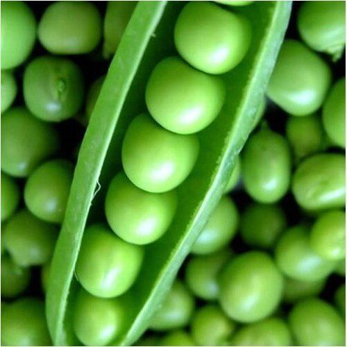 Fresh Big Size Organic A Grade Green Peas Organically Cultivated