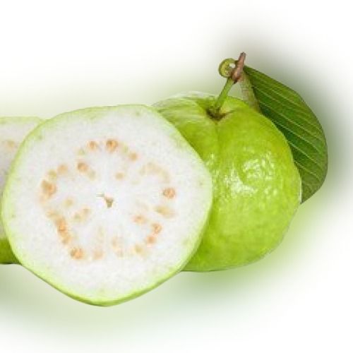 Green Big Size Tasty Organic Sweet Guava