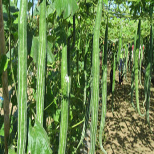 Healthy and Natural Fresh Snake Gourd