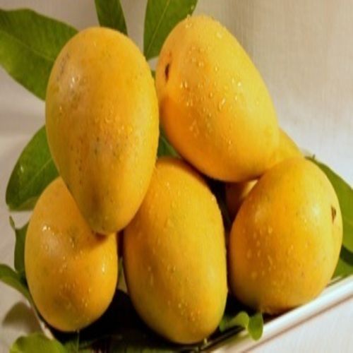 Healthy and Natural Fresh Yellow Mango
