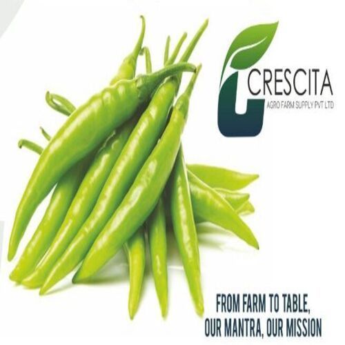 Healthy and Natural Organic Fresh Green Chilli