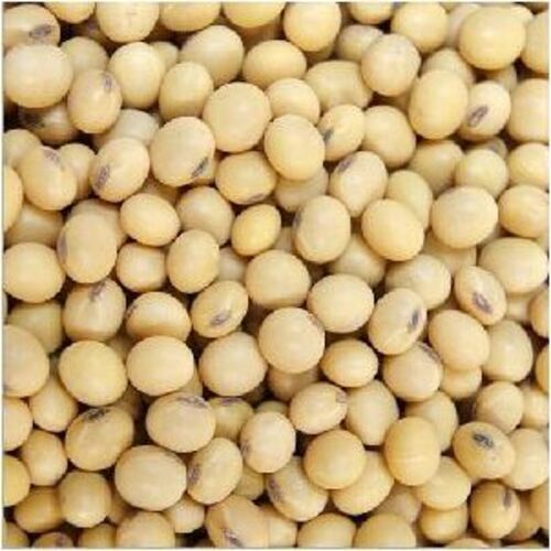 Natural Hybrid Dried Soybean Seeds