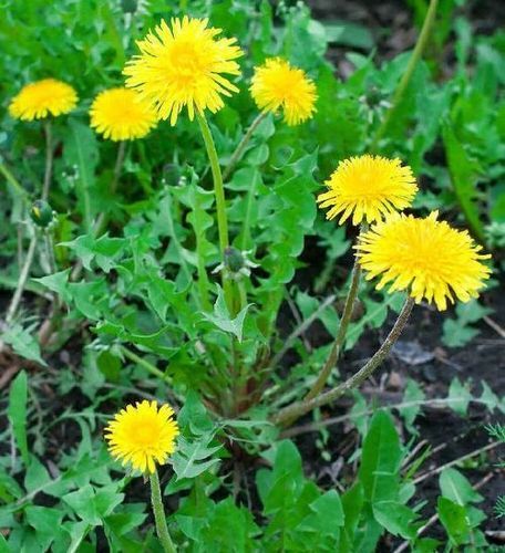 Yellow Healthy And Natural Fresh Dandelion Flower