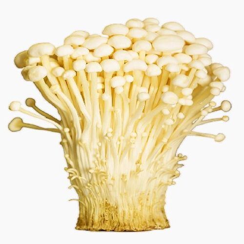 Healthy And Natural Organic Fresh Enokitake Mushrooms