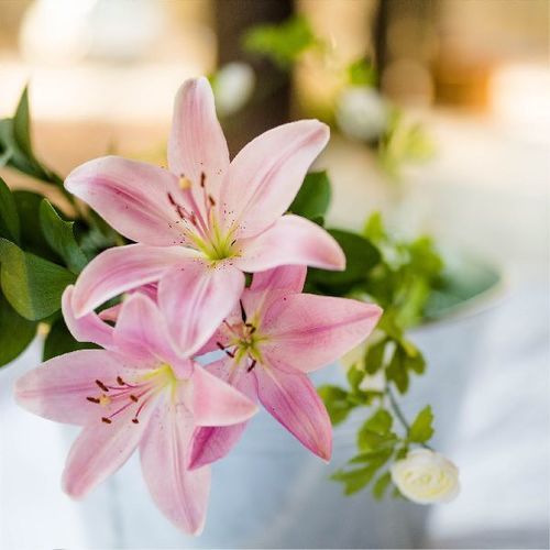 Pink Healthy And Natural Organic Fresh Lily Flowers