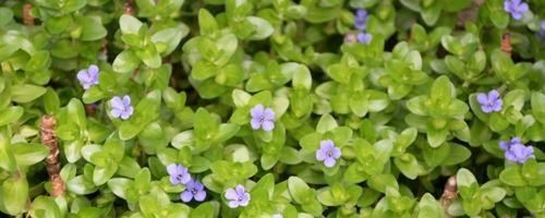 Natural Bacopa (Jal Brahmi)