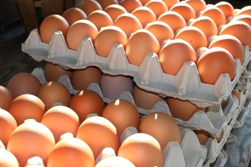 Highly Nutritious Fertile Eggs Egg Origin: Ostrich