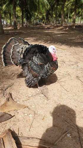 Turkey Chicken For Forming