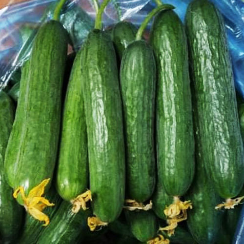 100% Fresh Cucumber Pickles