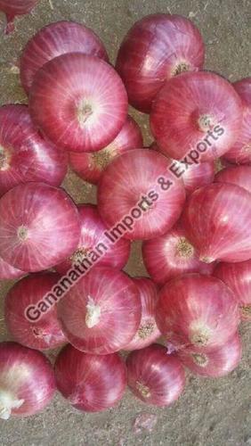 Fresh Pink Onion For Cooking Preserving Compound: Cool & Dry Places