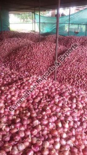 Fresh Red Onion For Cooking Preserving Compound: Cool & Dry Places