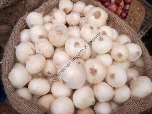 Fresh White Onion for Cooking
