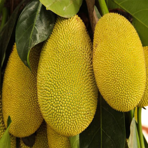 Healthy And Natural Fresh Jackfruit