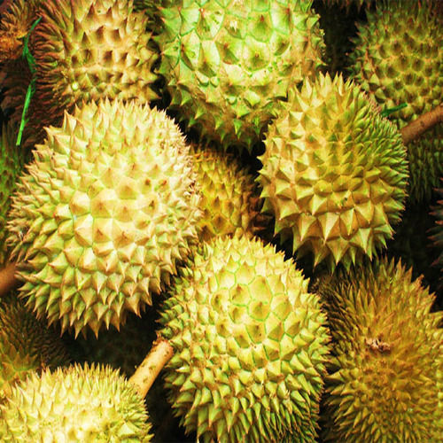 Healthy and Natural Organic Durian Fruit