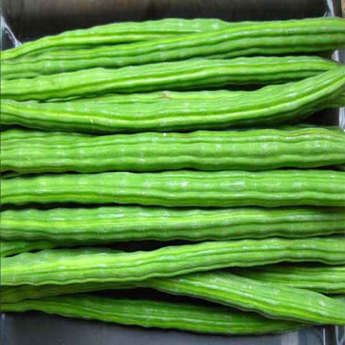 Healthy and Natural Organic Fresh Green Drumsticks