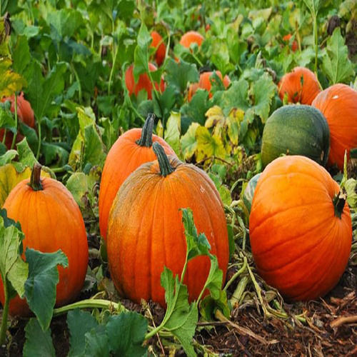 Healthy and Natural Organic Fresh Pumpkin