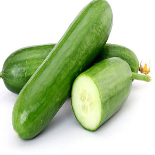Healthy and Natural Organic Green Fresh Cucumber