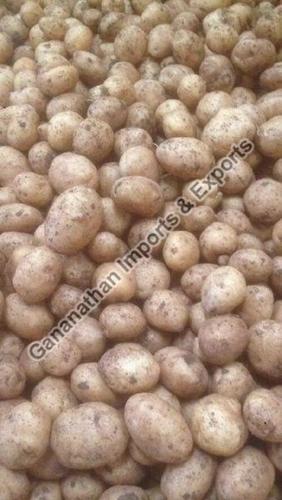 Organic Fresh Oval Potatoes - 100% Natural Quality for Cooking, Chopped Form, Preserved in Cool & Dry Places, 1 Month Shelf Life