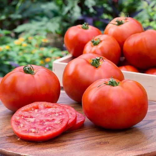 Healthy and Natural Fresh Organic Red Tomato