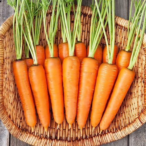 Healthy and Natural Organic Fresh Carrot