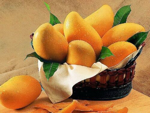 Natural Fresh Mango Fruits