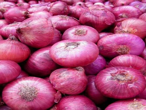 Natural Fresh Onion For Cooking