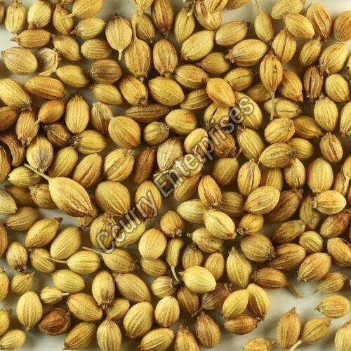 Light Brown Dried Coriander Seeds For Cooking