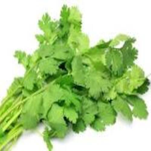 Healthy and Natural Fresh Coriander Leaves