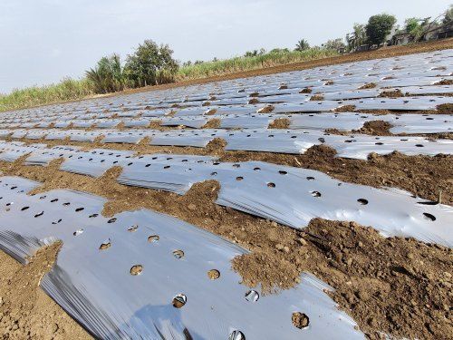 Mulching Sheets For Agriculture Use