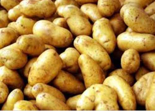 Full Matured Fresh Potato