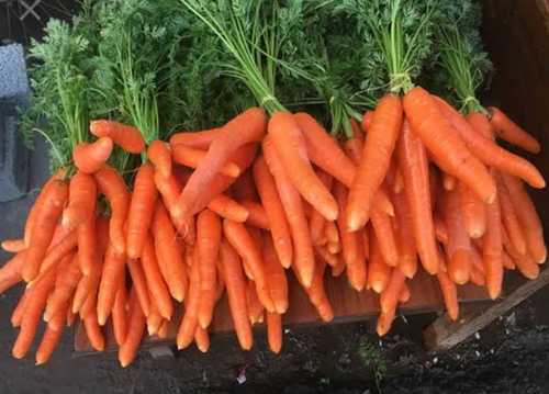 Natural Orange Fresh Carrot