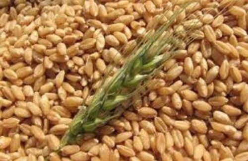 1544 Variety Wheat Grains