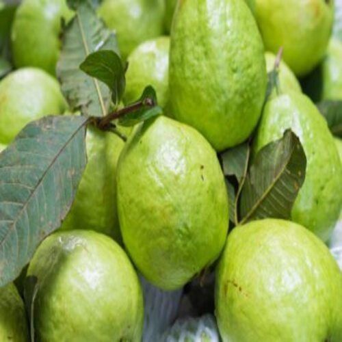 Healthy And Natural Fresh Green Guava Size: Standard