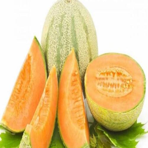 Healthy And Natural Fresh Muskmelon Size: Standard