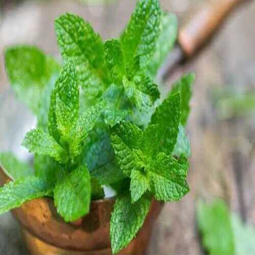 Healthy and Natural Green Mint Leaves