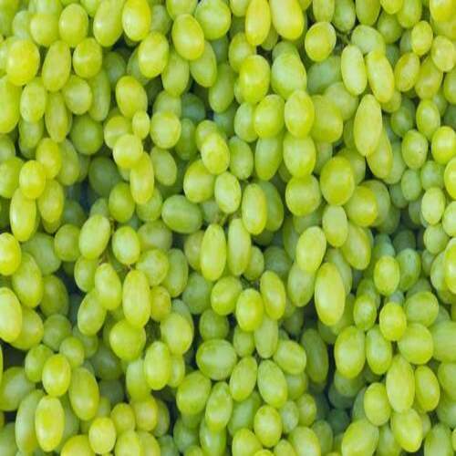 Healthy and Natural Oranic Fresh Green Grapes