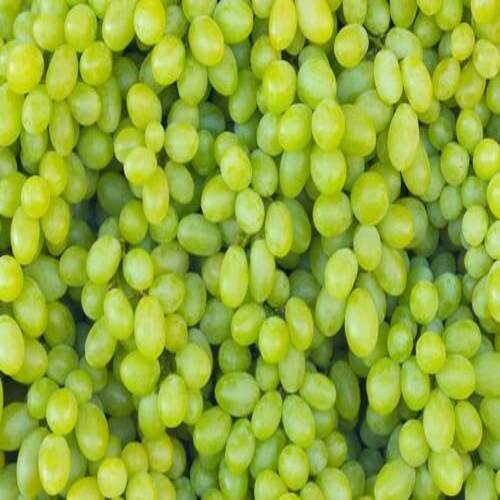 Organic Healthy And Natural Oranic Fresh Green Grapes