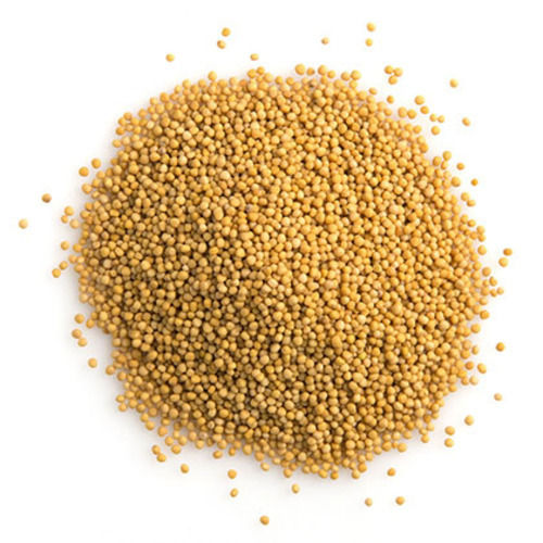 Healthy and Natural Organic Mustard Seeds