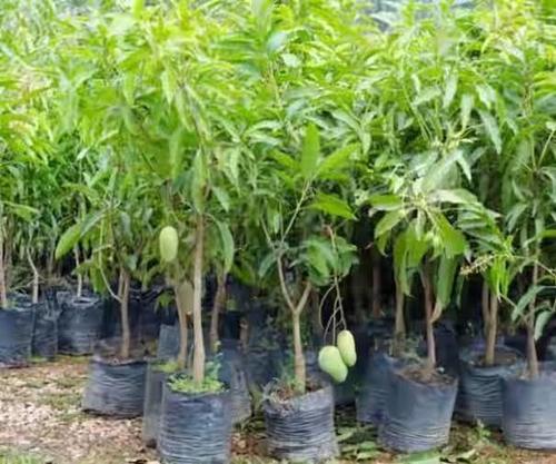 Natural Green Mango Plant Size: Medium