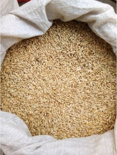 Brown Natural Loose Barley Seed