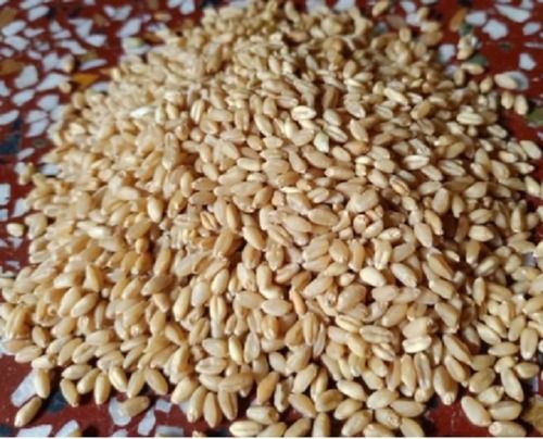 Organic Healthy Sharbati Wheat
