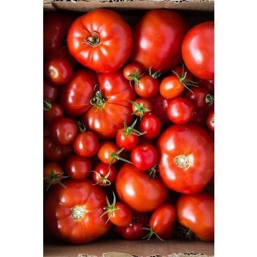 Farm Fresh Healthy Tomato