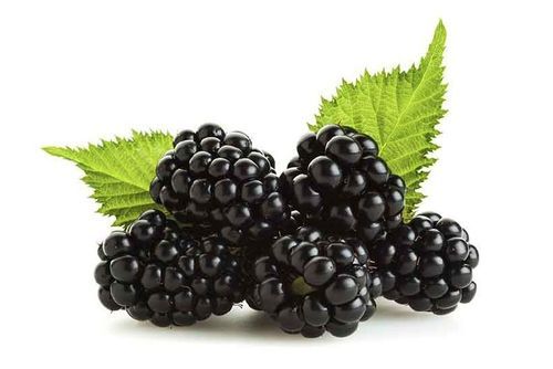 Healthy and Natural Fresh Blackberry