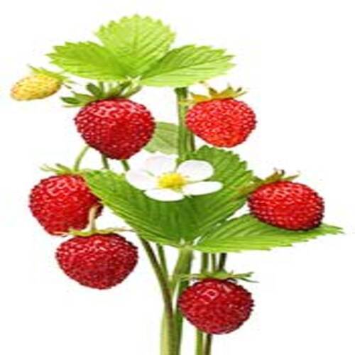 Healthy and Natural Fresh Red Strawberry