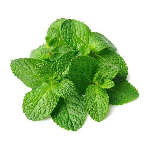 Healthy and Natural Organic Fresh Mint Leaves