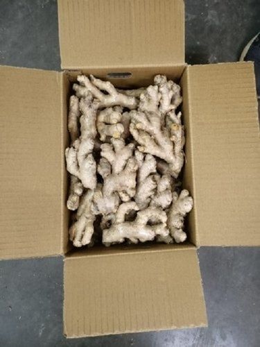 Organic Farm Fresh Ginger