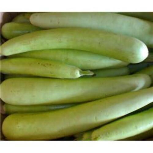 Healthy and Natural Fresh Bottle Gourd