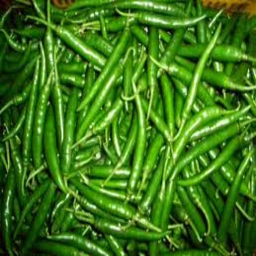 Healthy And Natural Organic Fresh Green Chilli Shelf Life: 15 Days