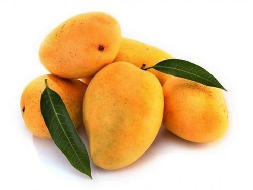 Healthy and Natural Organic Fresh Mango